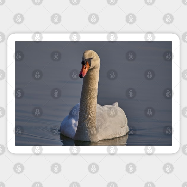 Just a swan Sticker by mbangert